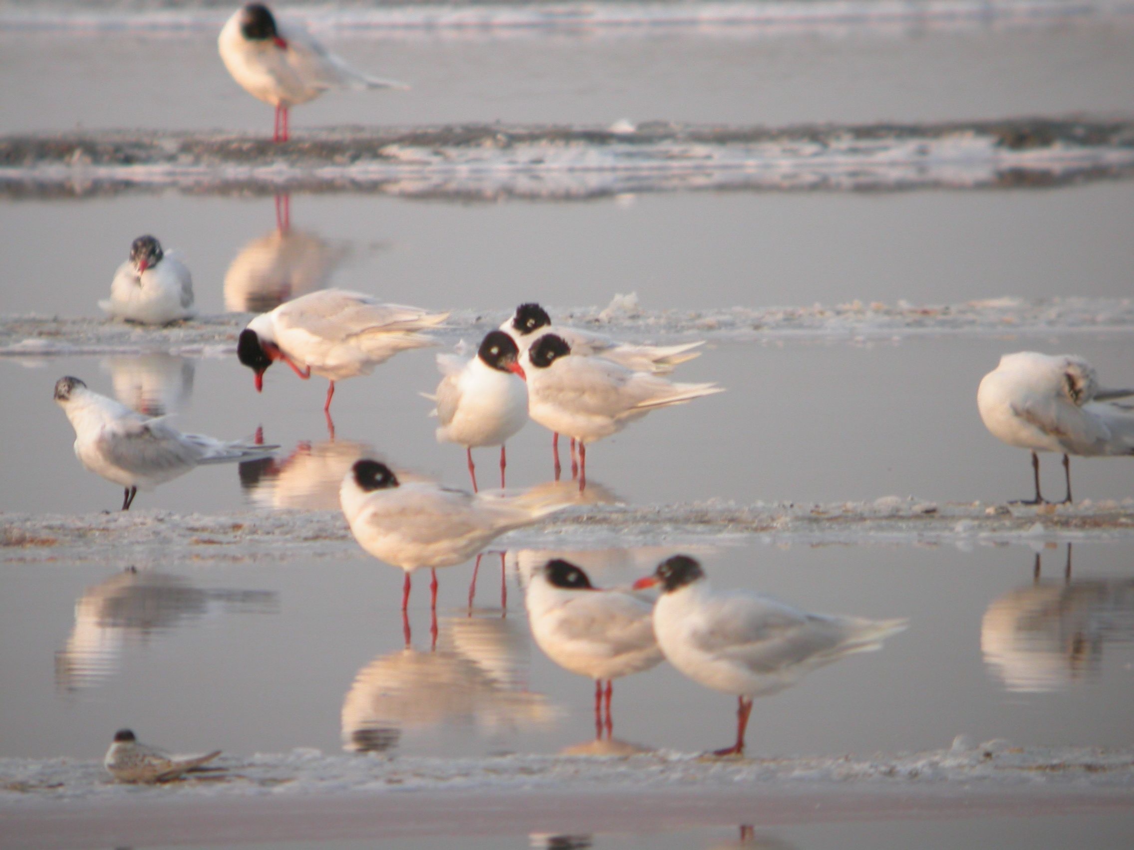 Fotos Praia Do Sal (45)