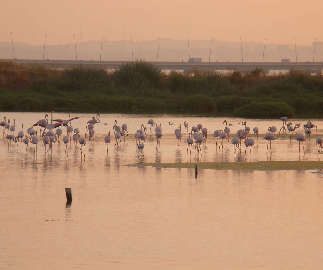 Salinas Samouco (2)
